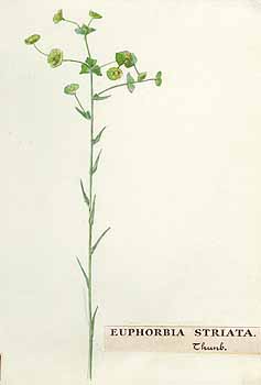 no HD illustration available (5) 