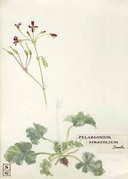 no HD illustration available (5) 