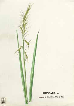 no HD illustration available (5) 