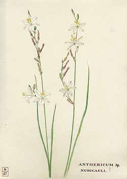 no HD illustration available (5) 