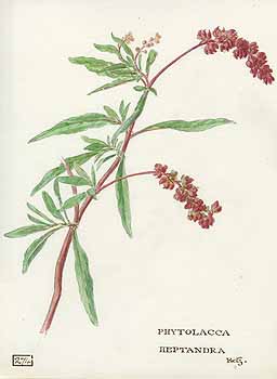 no HD illustration available (5) 