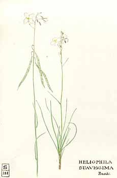 no HD illustration available (5) 