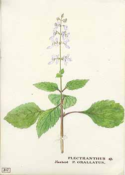 no HD illustration available (5) 