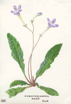 no HD illustration available (5) 