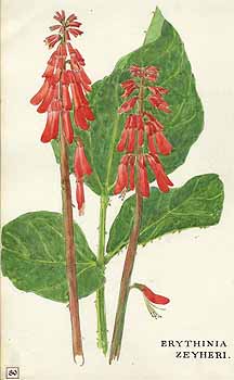 no HD illustration available (5) 