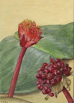 no HD illustration available (5) 