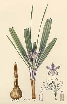 no HD illustration available (5) 