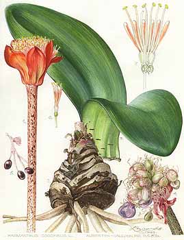 no HD illustration available (5) 