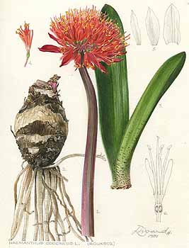 no HD illustration available (5) 