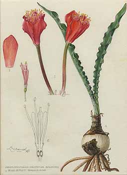 no HD illustration available (5) 