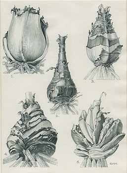 no HD illustration available (5) 