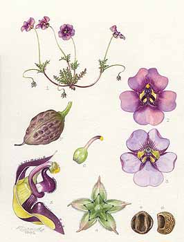 no HD illustration available (5) 