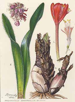 no HD illustration available (5) 