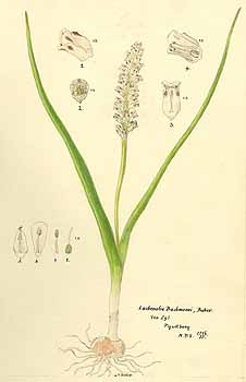 no HD illustration available (5) 