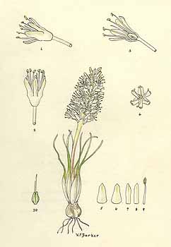 no HD illustration available (5) 