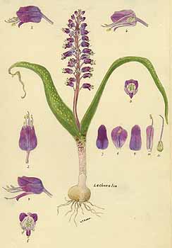 no HD illustration available (5) 