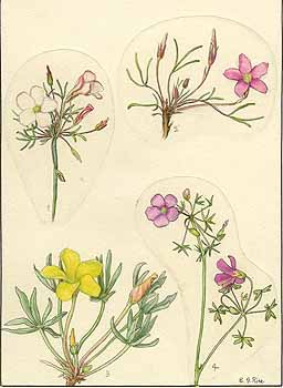 no HD illustration available (5) 