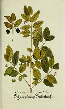 no HD illustration available (4)