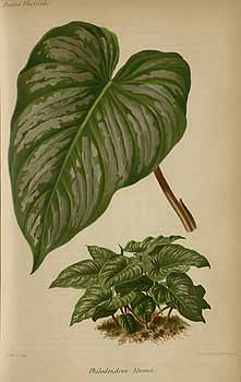 no HD illustration available (4)