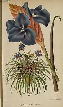 no HD illustration available (4)