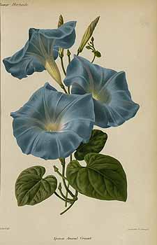 no HD illustration available (4)