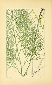 no HD illustration available (4)