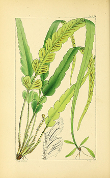 no HD illustration available (4)