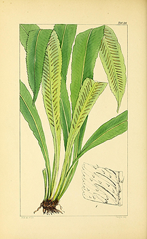 no HD illustration available (4)