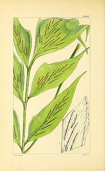 no HD illustration available (4)