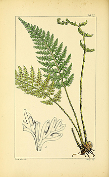 no HD illustration available (4)