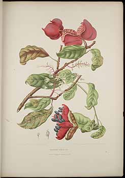 no HD illustration available (4)