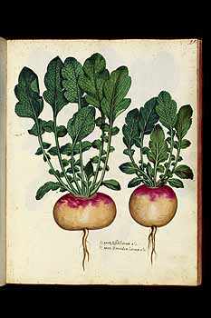 no HD illustration available (5) 