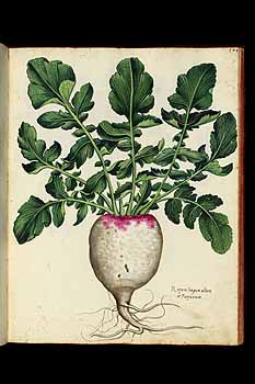 no HD illustration available (5) 