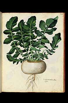 no HD illustration available (5) 