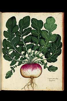 no HD illustration available (5) 