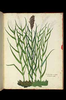 no HD illustration available (5) 