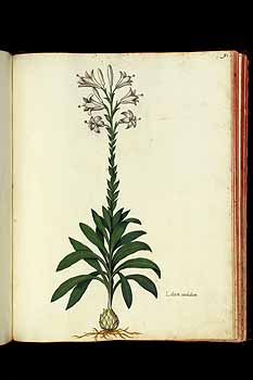 no HD illustration available (5) 