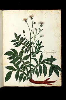 no HD illustration available (5) 