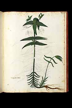 no HD illustration available (5) 