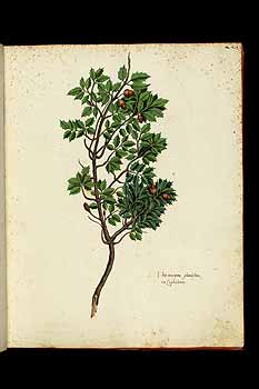 no HD illustration available (5) 