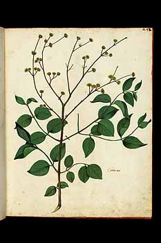 no HD illustration available (5) 