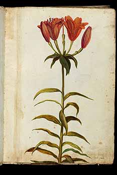 no HD illustration available (5) 