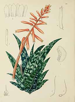 no HD illustration available (5) 