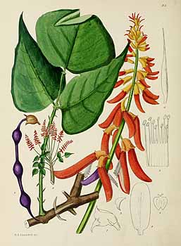 no HD illustration available (5) 