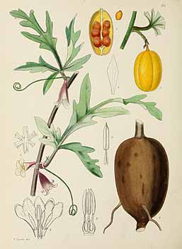 no HD illustration available (5) 