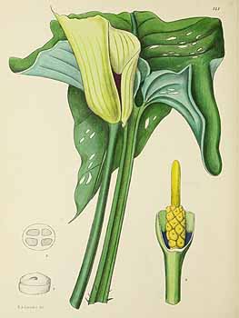 no HD illustration available (5) 