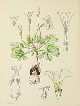 no HD illustration available (5) 