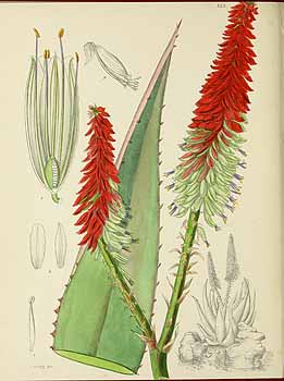 no HD illustration available (5) 