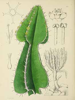 no HD illustration available (5) 