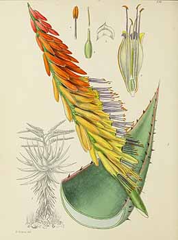 no HD illustration available (5) 